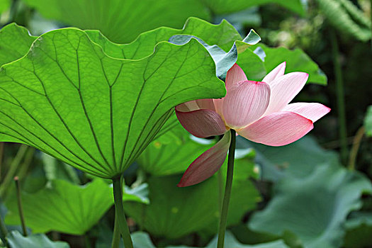 cầu bạch thủ miền bắc