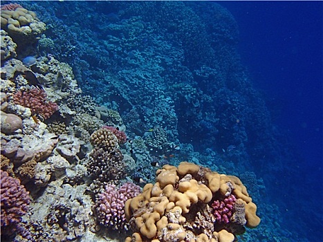 soi cau 888