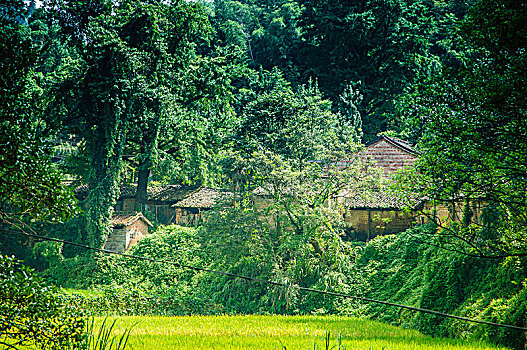 soi cau lo 247