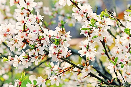 xố