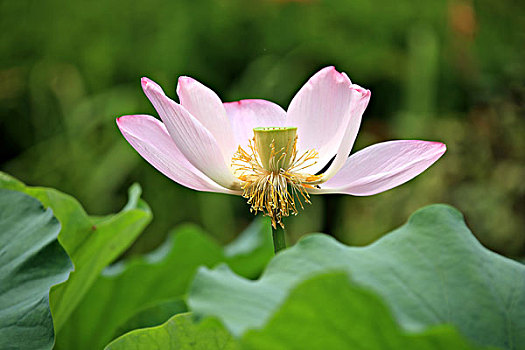 miền bắc thứ sáu