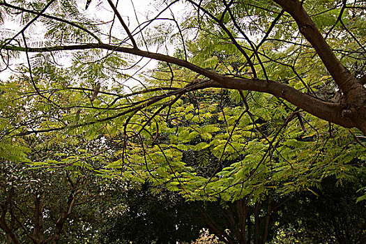 soi cau lo bach kim