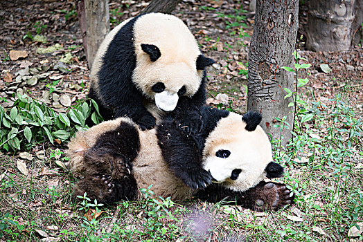sô xô miên bắc