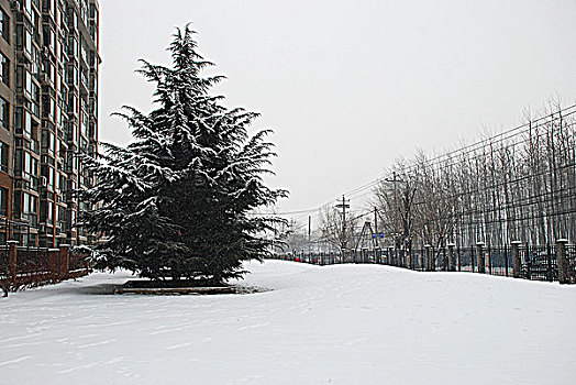 cau bach thu mien bac