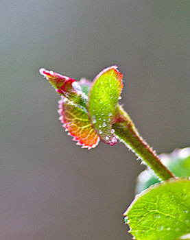 bạch thủ hôm nay