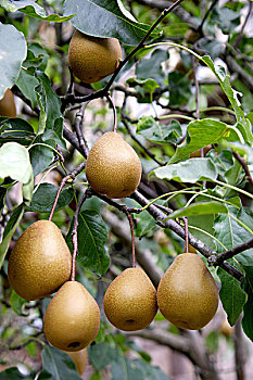 soi câu miễn phí