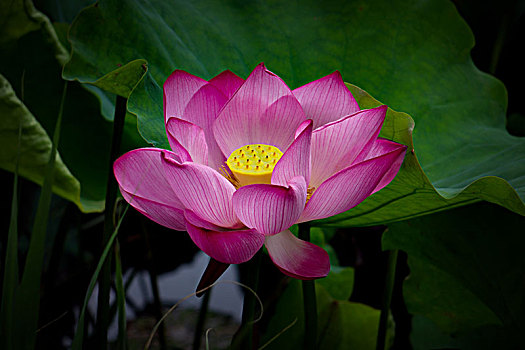 soi cau mien phi 3 mien