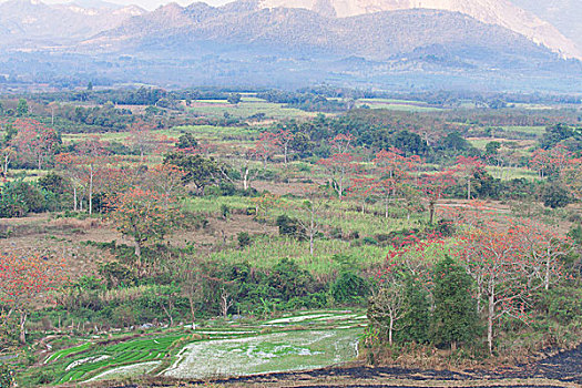 soi cau bạch thu