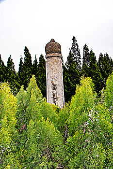 soi cau 8785