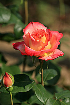 than tai du doan mien nam