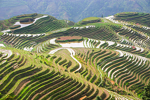 hôm nay bạch thủ con gì