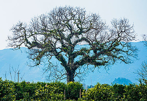 soi cau binh dinh