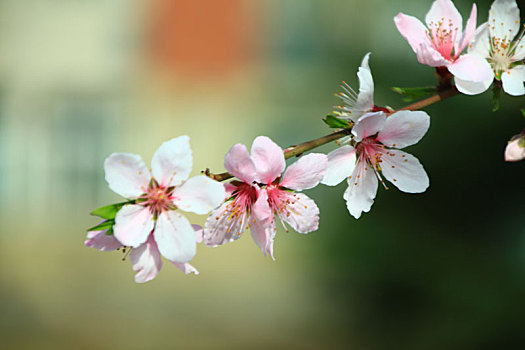 soi cầu misa